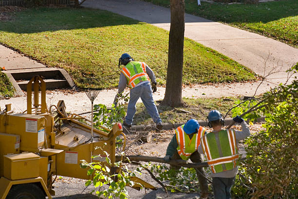 Best Lawn Irrigation Installation and Maintenance  in Lexington, OH